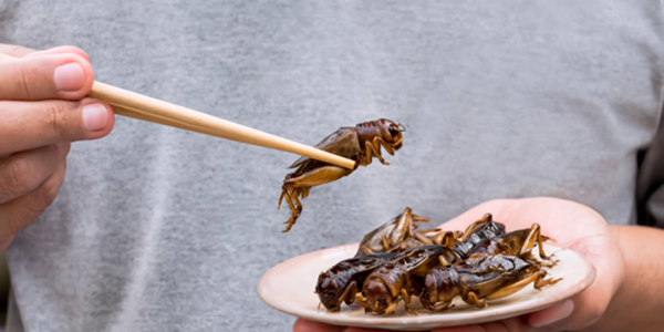 The Role Of Edible Insects In Future Food Security: Are We Ready?